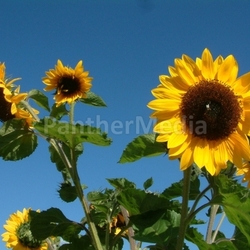 Meine Lieblingsblumen