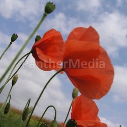 poppy