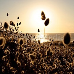 field by the sea (4)