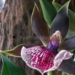 flourish orchideen bleed blossoms blossom plant zygopetalum