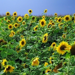 Sonnenblumen