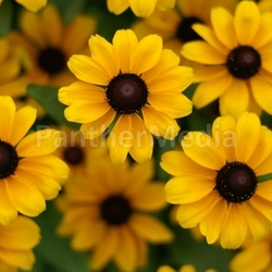 Blüten