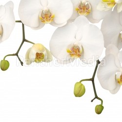 White orchid