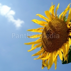 greedy for sun