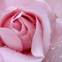 after the rain