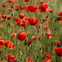 Sommer2