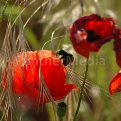 sommer4