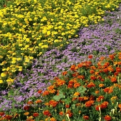 play of colors