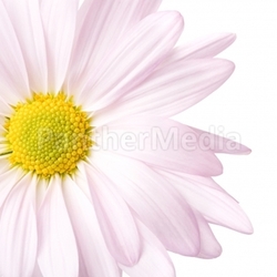 daisy high-key isolated
