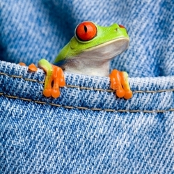 frog in pocket
