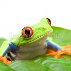 frog on a leaf