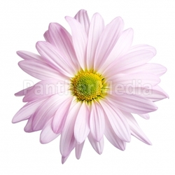 daisy isolated