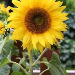 Sonnenblume - Helianthus
