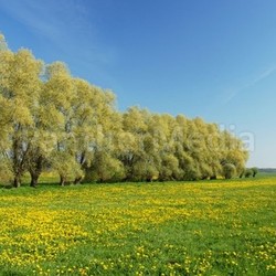 löwenzahnwiese