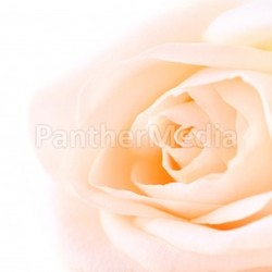 Delicate beige rose