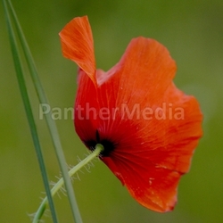 roter Mohn