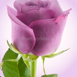 Purple Rose