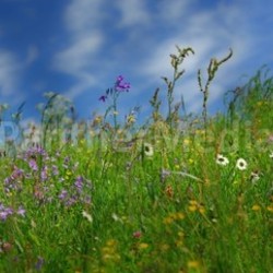 summer meadow