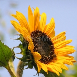 sunflower with guest