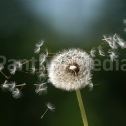 seed