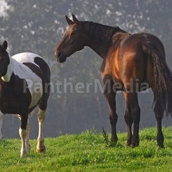 horses