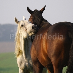 affection