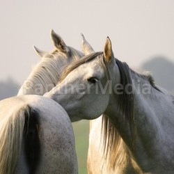 rassepferde riding pferdesport mold tenderness sommerweide horses