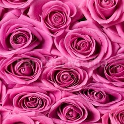 Pink roses.