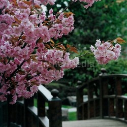 japanese garden