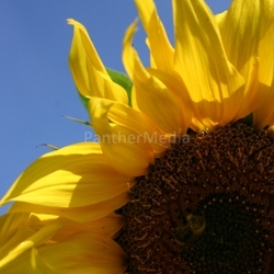 Sommerblume