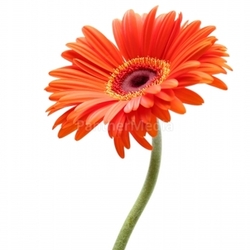 rising daisy isolated on white