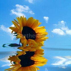 Einfach nur Sonnenblume