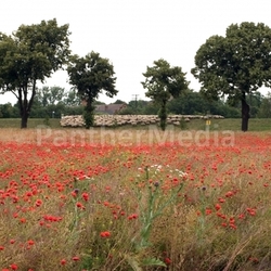 Mohnfeld 02