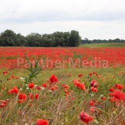 poppy field 01