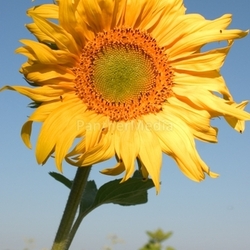 Sonnenblume 04