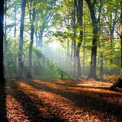 sunbeams pour into an autumn forest