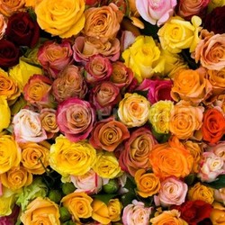 rose 1