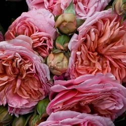 strauss noble colour gardens lot flavour flourish
