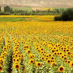 Yellow Fields