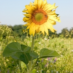 Sonnenblume 02