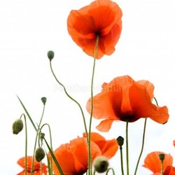 poppies 1