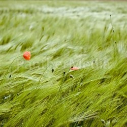 wehen gras rot weizenfeld mohnblume natur rasen rote flora rotes wind wiese mohn weizen wetter sommerlich roter
