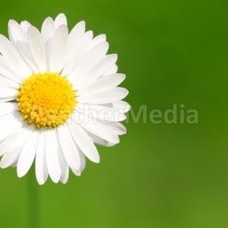 Abstract daisy background