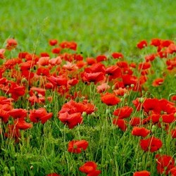 poppies