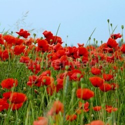 poppies