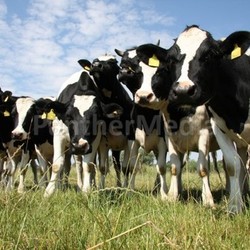 cows