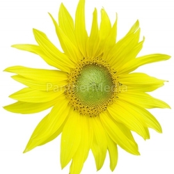 sunflower on white background