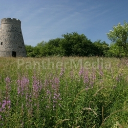 Windmühlenstumpf