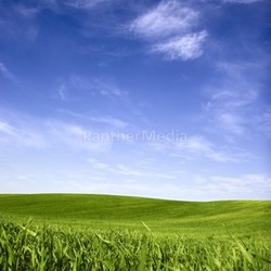 Spring field