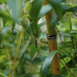 bamboo